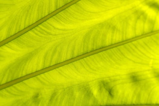 a backlit fresh green palm leaf, ckose up