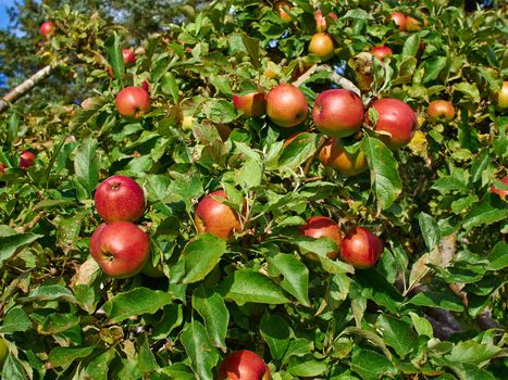 Bunch of ripen apples on a branch of a tree  