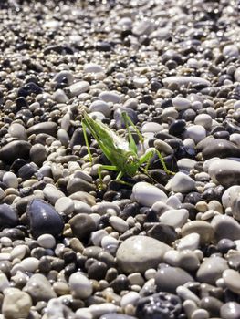 Closeup photo of a green grasshopper on a beach