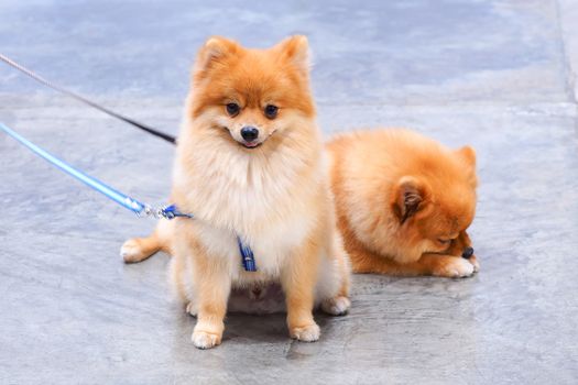 Two pomeranian dogs sat quietly awaiting orders.