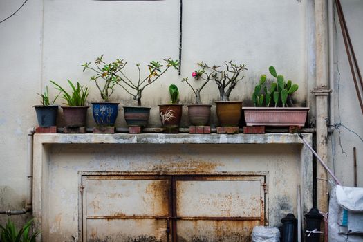 Plants, flowerpots, flowerbed the largest Buddhist temple in South East Asia: Kek Lok Si Malaysia