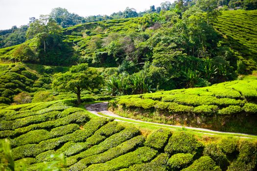 Tea plantations in Cameron Highlands, Malaysia. Green hills landscape