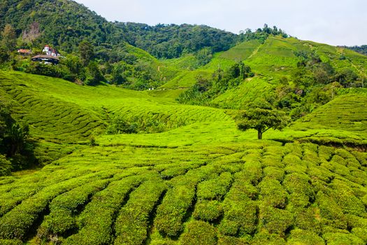 Tea plantations in Cameron Highlands, Malaysia. Green hills landscape