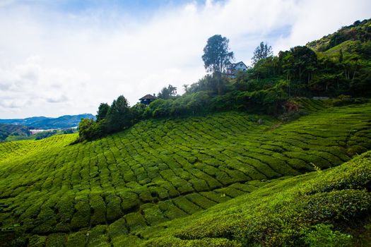 Tea plantations in Cameron Highlands, Malaysia. Green hills landscape