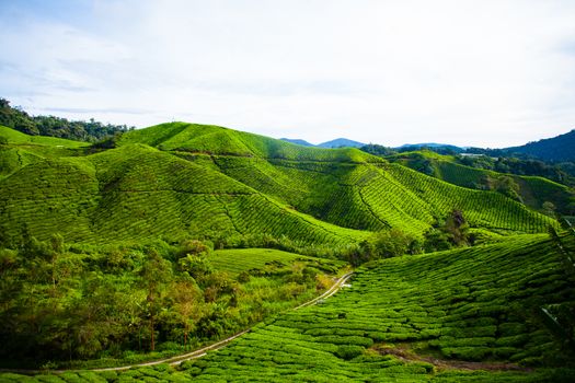 Tea plantations in Cameron Highlands, Malaysia. Green hills landscape