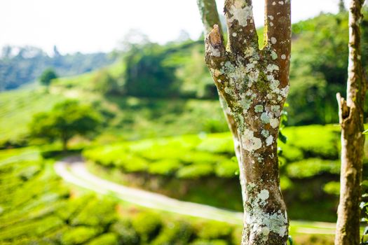 Tea plantations with tree in the foreground. Cameron Highlands, Malaysia. Green hills landscape