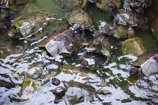 Turtles on the heap in natural water environment. Buddhist temple in South East Asia Malaysia