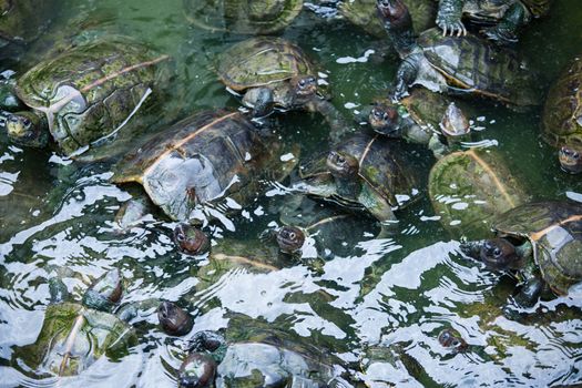 Turtles on the heap in natural water environment. Buddhist temple in South East Asia Malaysia