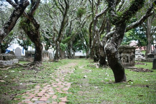 Tombstones between trees. Green Cemetery in Malaysia