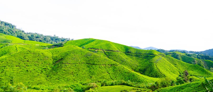 Panorama of tea plantations in Cameron Highlands, Malaysia. Green hills landscape