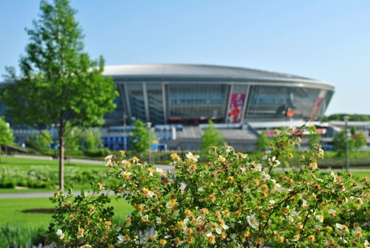 Flowers bloom in spring in the park near the stadium