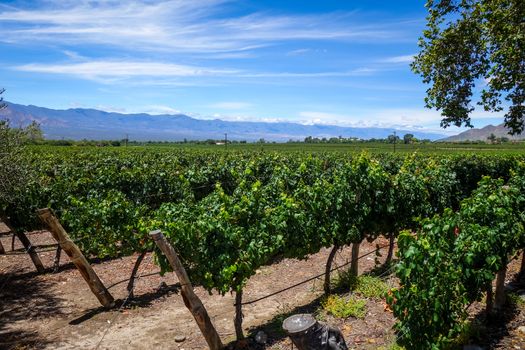 vine field landscape in cafayate, Salta, Argentina