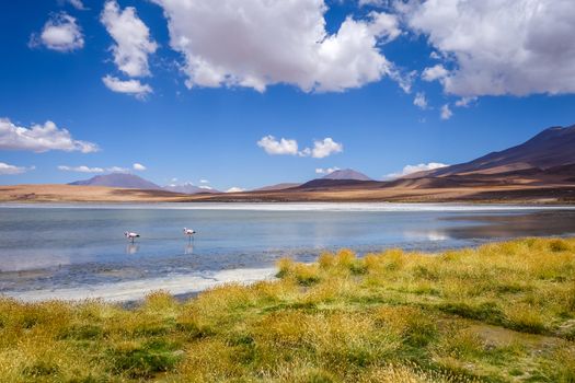 Pink flamingos in altiplano laguna, sud Lipez reserva Eduardo Avaroa, Bolivia