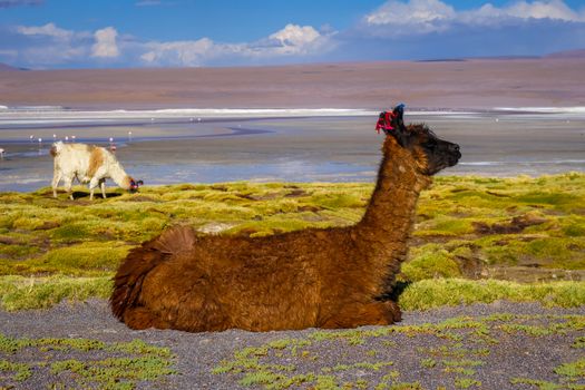 Lamas herd in Laguna colorada, sud Lipez Altiplano reserva Eduardo Avaroa, Bolivia