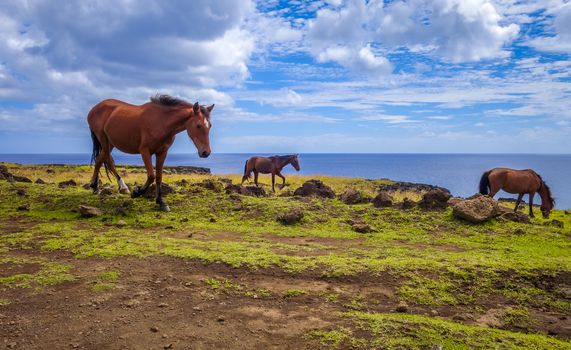 Horses on easter island cliffs, pacific ocean, Chile