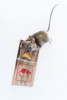 Caught in a trap mouse held tight and dead