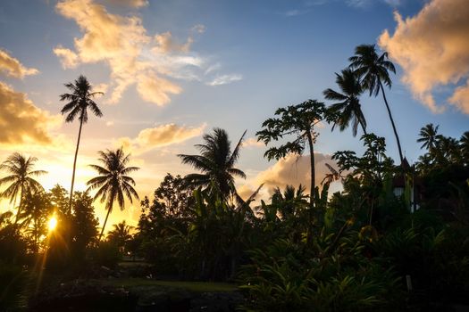 Palm tree at sunset in Moorea island. French Polynesia