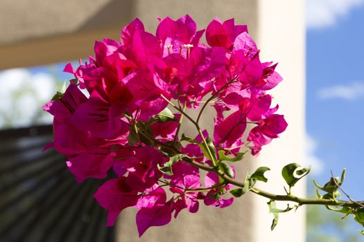 Focus on bougainvillea blossom with blue sky, Southwestern stucco, and black steel visible behind.  Flower's nickname is paper flower.  It is a popular, tropical and sub-tropical, home landscaping plant.  