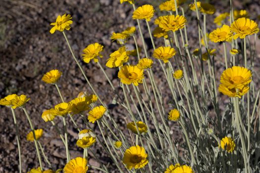 Desert marigold in Arizona, America's Southwest.  Location is Picacho Peak State Park on March 10, 2017. Spring wildflowers on arid lands are a tourism attraction. 