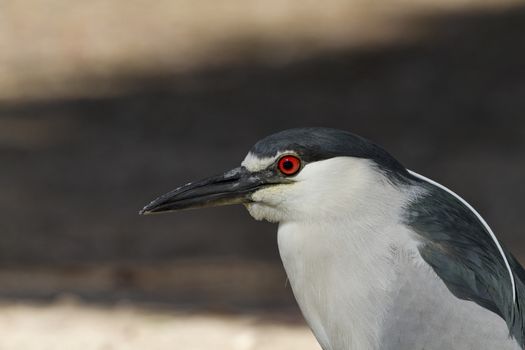 Close up portrait of black crowned night heron with bright red eyes.  Location is Reid Park in Tucson, Arizona, on February 24, 2017. Field marks and striking black, white, and gray plumage is visible. 