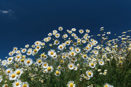 Chamomile on a bright sunny afternoon, on a background of the cloudy sky