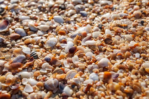 Beach from the sinks of mollusks shattered and ground by water