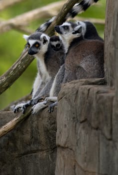 Family of Ring Tailed Lemurs