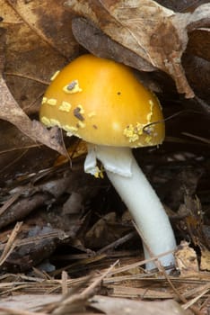 Yellow Patched Mushroom (Amanita flavoconia) pushing up leaves