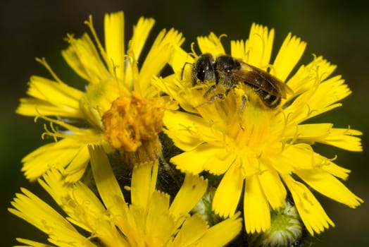 Close-up of a bee feeding on a yellow flower covered in pollen