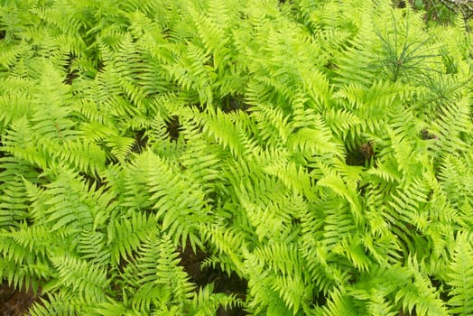 Thick patch of Cinnamon Ferns filling frame