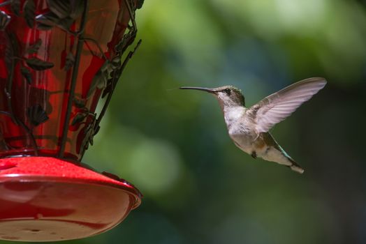 Ruby Throated Hummingbird hovering in flight