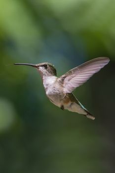 Ruby Throated Hummingbird hovering in flight