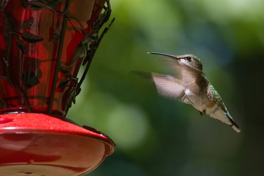 Ruby Throated Hummingbird hovering in flight