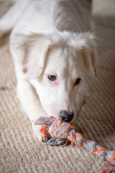 White terrier mixed-breed puppy playing with chew toy