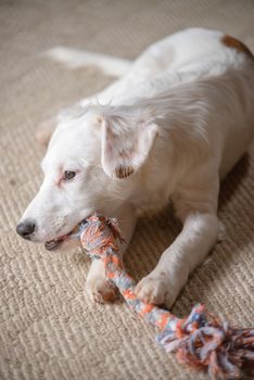 White terrier mixed-breed puppy playing with chew toy