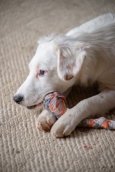 White terrier mixed-breed puppy playing with chew toy