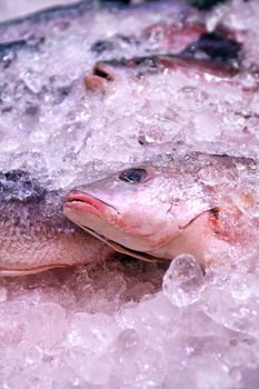 Freshness sea fish on ice closeup on counter at market