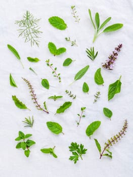 Various fresh herbs from the garden holy basil flower, basil flower,rosemary,oregano, sage,parsley ,thyme, pepper mint and fennel over white fabric background.