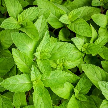 Closeup fresh growing peppermint leaves at vegetable garden with water drop . Green leaves and natural background . Peppermint with selective focus shallow depth of field .