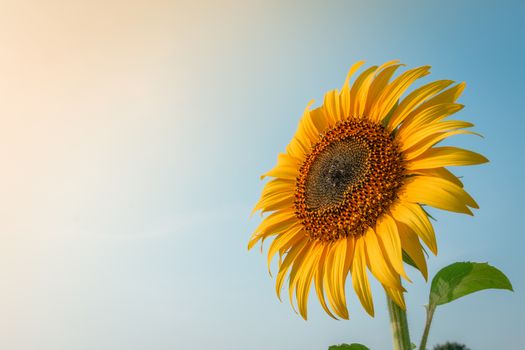 Beautiful sunflower and sun light form top left.
