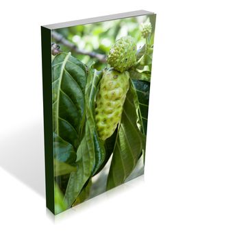 book of some noni fruit on the tree