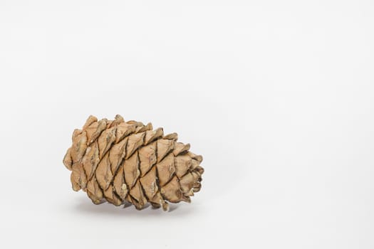 Brown cedar cone with resin impregnations close-up isolate