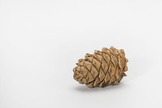 Brown cedar cone with resin impregnations close-up isolate