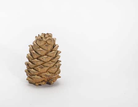 Brown cedar cone with resin impregnations close-up isolate