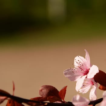 Pink blossom flower with red foliage against a blurred background, square composition