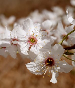 Two white blossom flowers with delicate stamen against blurred brown background