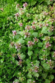 Patch of dead nettle with small purple flowers, growing wild among grass