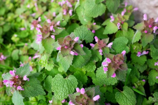 Purple dead nettle plant, verdant herbaceous weed with pink flowers