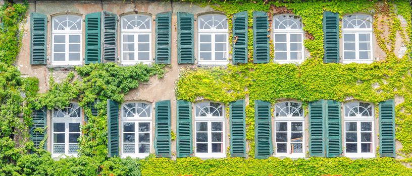 Building front with ivy overgrown. Natural thermal insulation and air conditioning.