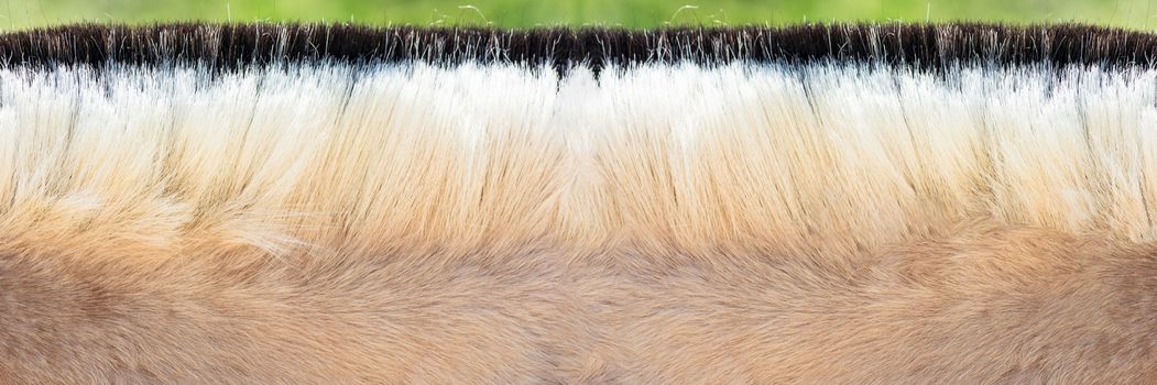 Detail, Beautiful mane of a small horse, pony.